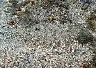 Juvénile, Île de la Réunion