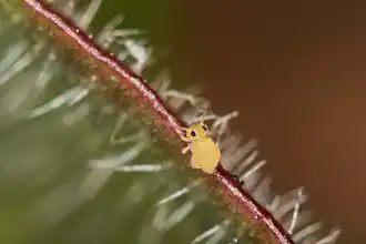 Description de cette image, également commentée ci-après