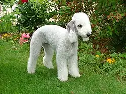 Un bedlington blanc pur.