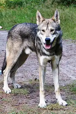 Chien-loup de Saarloos, mâle.