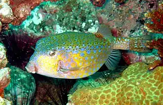 Ostracion immaculatus