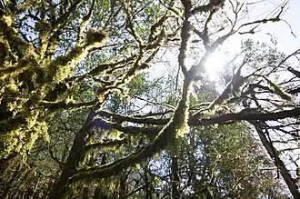 Description de l'image Boxwood (Buxus sempervirens) relict forest, Epiphytes, Mezmay, Russia.jpg.