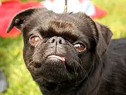 Face d'un petit brabançon noir