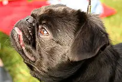 Profil d'un petit brabançon noir