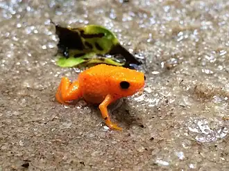 Description de l'image Brachycephalus alipioi 5.jpg.