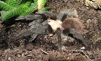 Description de l'image Brachypelma albiceps - juvenile female.jpg.