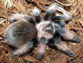 Description de l'image Brachypelma emilia 1.jpg.