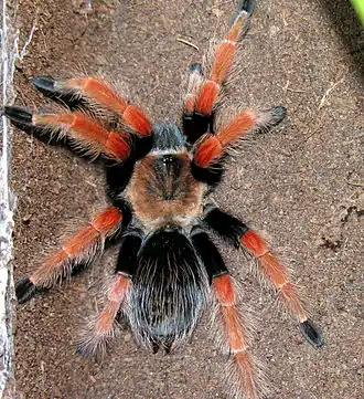Description de l'image Brachypelma sp., 2006-12-02.jpg.