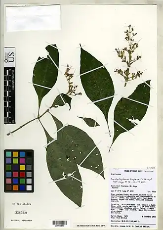 Description de l'image Brachystephanus kupeensis-NMNH-00956317.jpg.