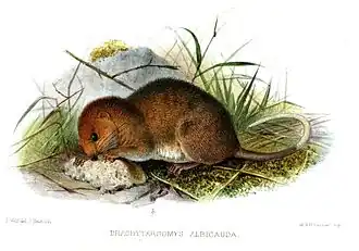 Description de l'image BrachytarsomysAlbicaudataWolfSmit.jpg.