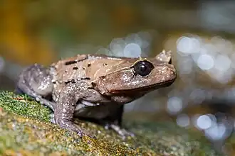 Brachytarsophrys carinense