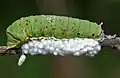 Cocoons of Apanteles wasp and Papilio demoleus caterpillar