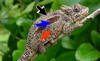 Description de l'image Bradypodion transvaalense submissive.jpg.