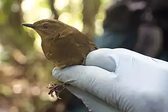 Description de l'image Bradypterus lopezi lopezi 173826477.jpg.