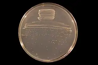 Description de l'image Bradyrhizobium diazoefficiens USDA 110 on TY agar.jpg.