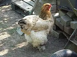 Poule Brahma fauve herminé noir