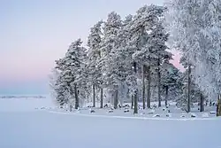 Dans un atmosphère neigeuse rose et bleue, la lisière d'une forêt entre dans un champ.