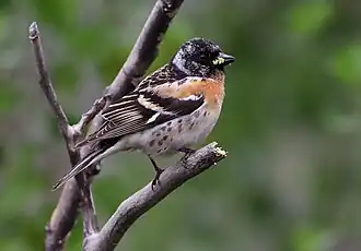 Pinson du Nord mâle.