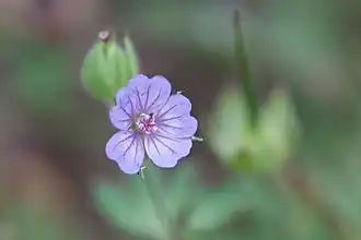 Description de l'image Brandnäva-2786 - Flickr - Ragnhild & Neil Crawford.jpg.