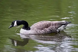 Photo d'une bernache nageant sur l'eau. Sa tête et son cou sont noir avec une tâche blanche, le reste du corps est brun-gris avec des liserés plus clairs.