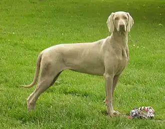 Braque de Weimar à poil court.