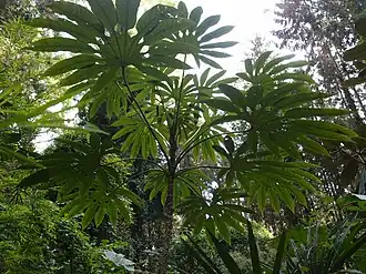 Brassaiopsis dumicola CHB18.V12