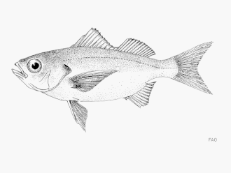 Description de l'image Braur u1.gif.