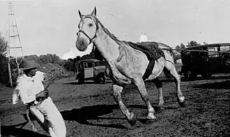 Débourrage violent avec usage de cordes. Australie, 1905.