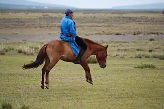 Un homme habillé en bleu monte un cheval roux sans selle ni bride.