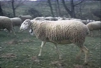 Brebis de race lourdaise.