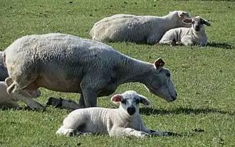 Image illustrative de l’article Agneau de Lozère