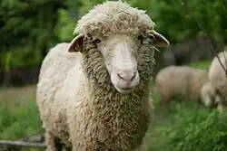 Brebis mérinos d'Arles adulte