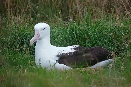Albatros royal du Nord, péninsule d'Otago, île du Sud, Nouvelle-Zélande.