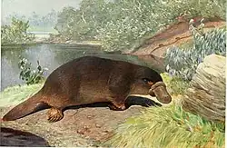 Peinture d'un ornithorynque.