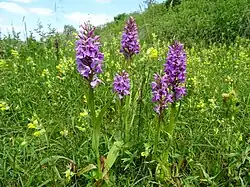 Dactylorhizes de mai.