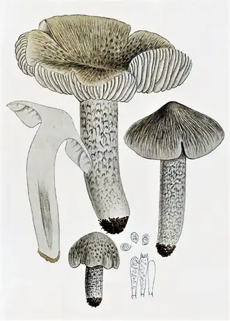 Description de cette image, également commentée ci-après