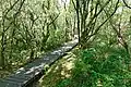 Sentier aménagé par platelage dans la tourbière du Mougau.