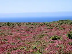 Lande littorale à bruyère du Cap de la Chèvre (Finistère, France).