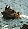 Cormorans huppés dans le port de Plouhinec.