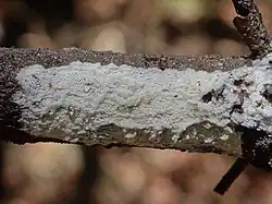 Brevicellicium olivascens, un Trechisporales