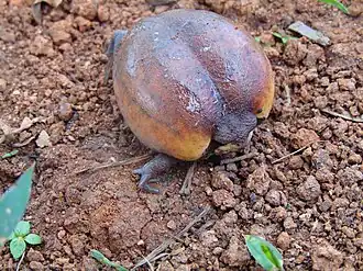 Description de l'image Breviceps fichus 68782651.jpg.