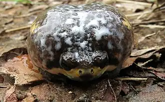 Description de l'image Breviceps poweri.jpg.