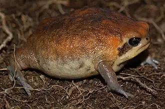 Description de l'image Breviceps sylvestris sylvestris 110956215.jpg.