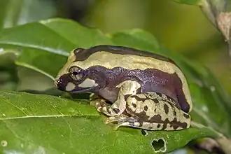 Description de l'image Bright-eyed frog (Boophis cf. roseipalmatus) juvenile, Montagne d’Ambre.jpg.