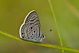 Azanus ubaldus
