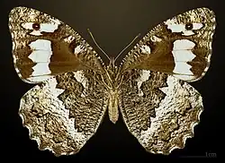 Silène ♀ revers △