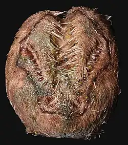 Brisaster latifrons (mort)