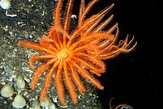 Novodinia antillensis, une Brisingida