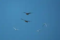 Deux grands oiseaux bruns au bec recourbé en vol, entourés d'oiseaux blancs plus petits au bec pointu