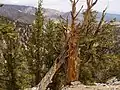 Les plus vieux arbres connus au monde furent jusqu'en 2008 des pins de Bristlecone (Pinus longaeva) comme ici dans les Inyo Mountains, en Californie. Ils peuvent vivre plus de 4&nbsp;000&nbsp;ans, certains individus ont presque 5&nbsp;000&nbsp;ans.